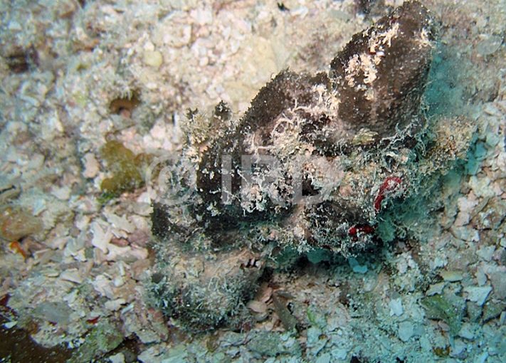 Thorecta sp (2075) - Tuamotu - Rangiroa