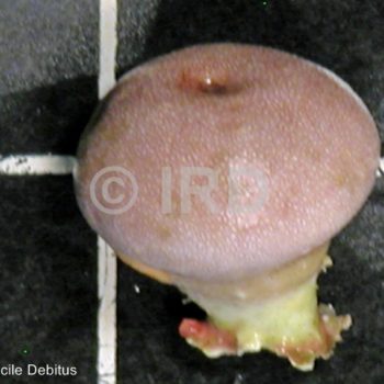 Vaceletia crypta - Tuamotu - Raroia