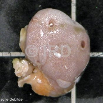 Vaceletia crypta - Tuamotu - Raroia