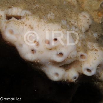 Xestospongia sp - (4688) - Marquises - Nuku Hiva