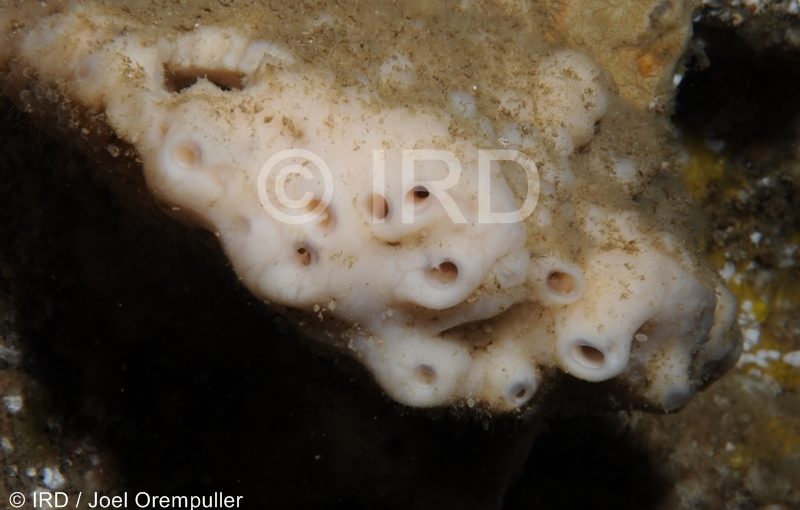 Xestospongia sp - (4688) - Marquises - Nuku Hiva