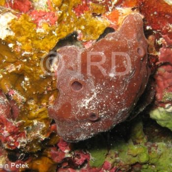 Xestospongia sp - (4688) - Tuamotu - Rangiroa